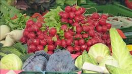 Zelenjava, poljščine